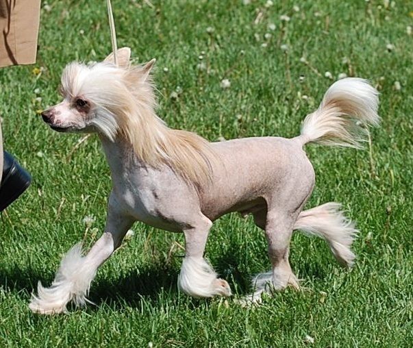 Crestyle The Blue Macaw HL