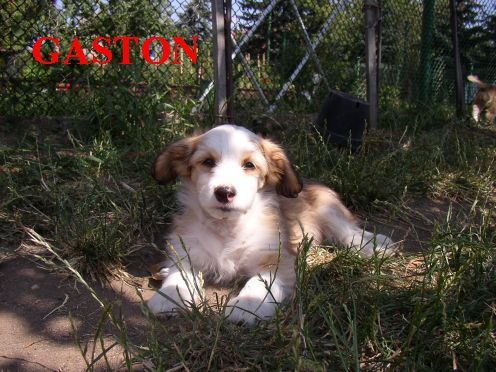 Gaston powder Ankadi