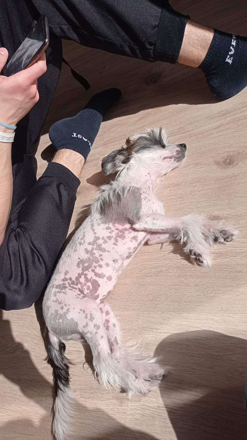 Dafne ze Zlocistego Raju