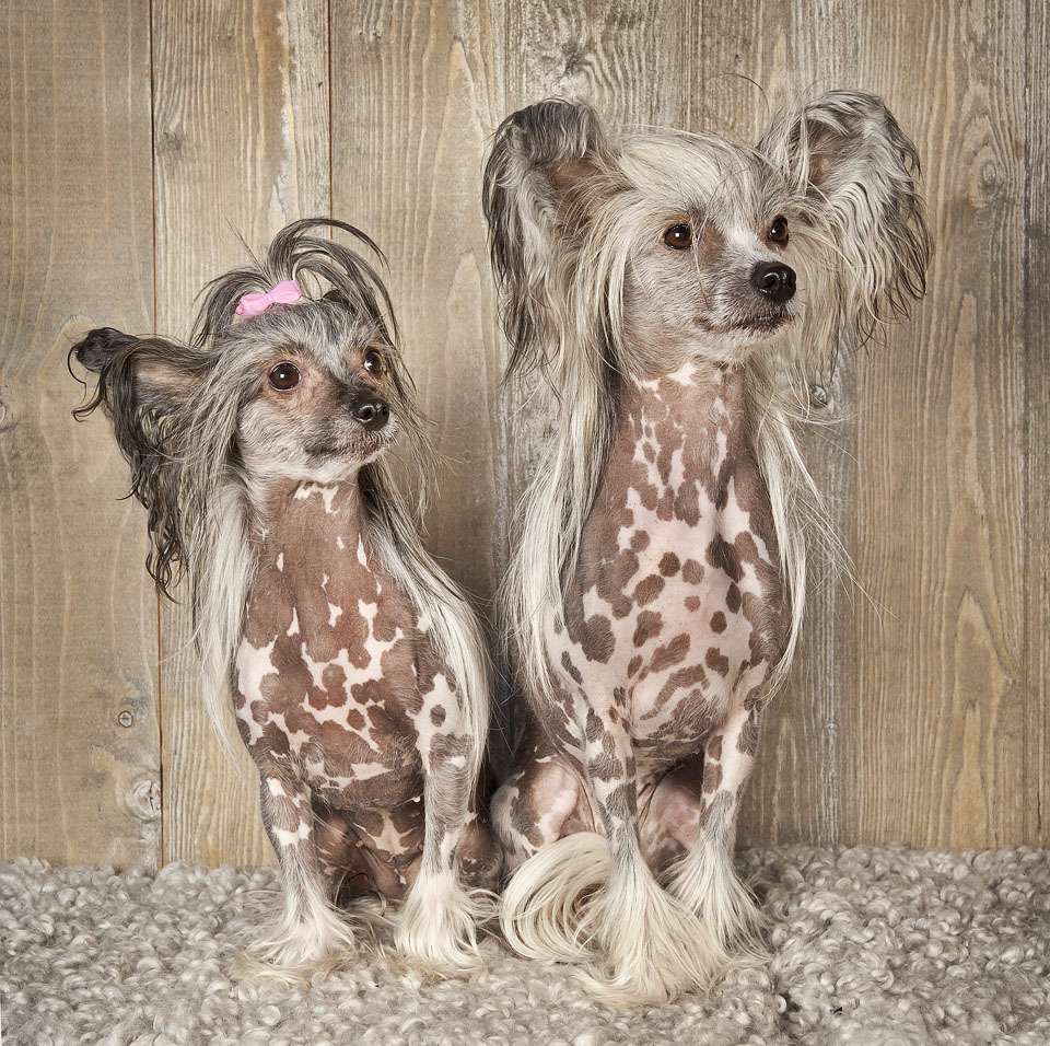 Krysolit Joy of Life