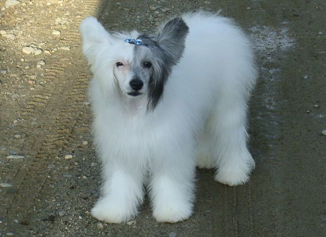 Fiery Fame Best Reflection