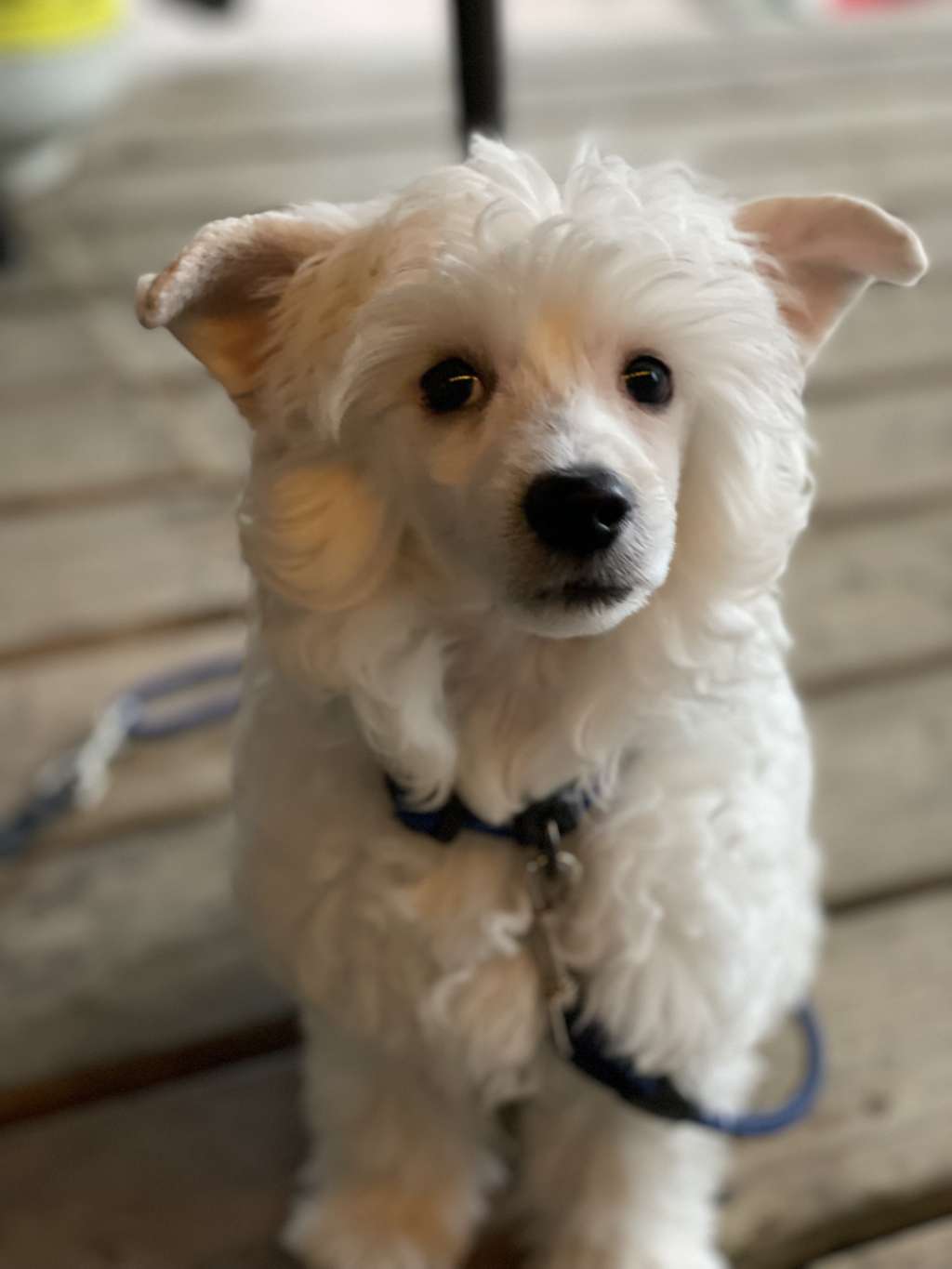 Homesteads Duke drives General Lee to Gardine
