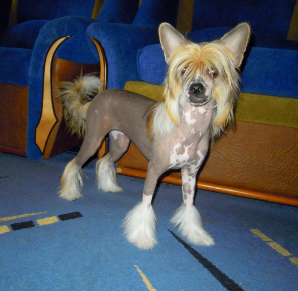 Orero Lovely Nora Destiny