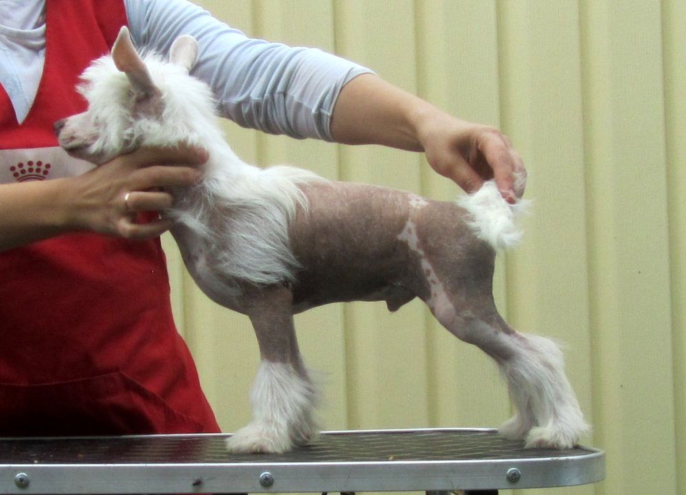 Strong Spirit Almires