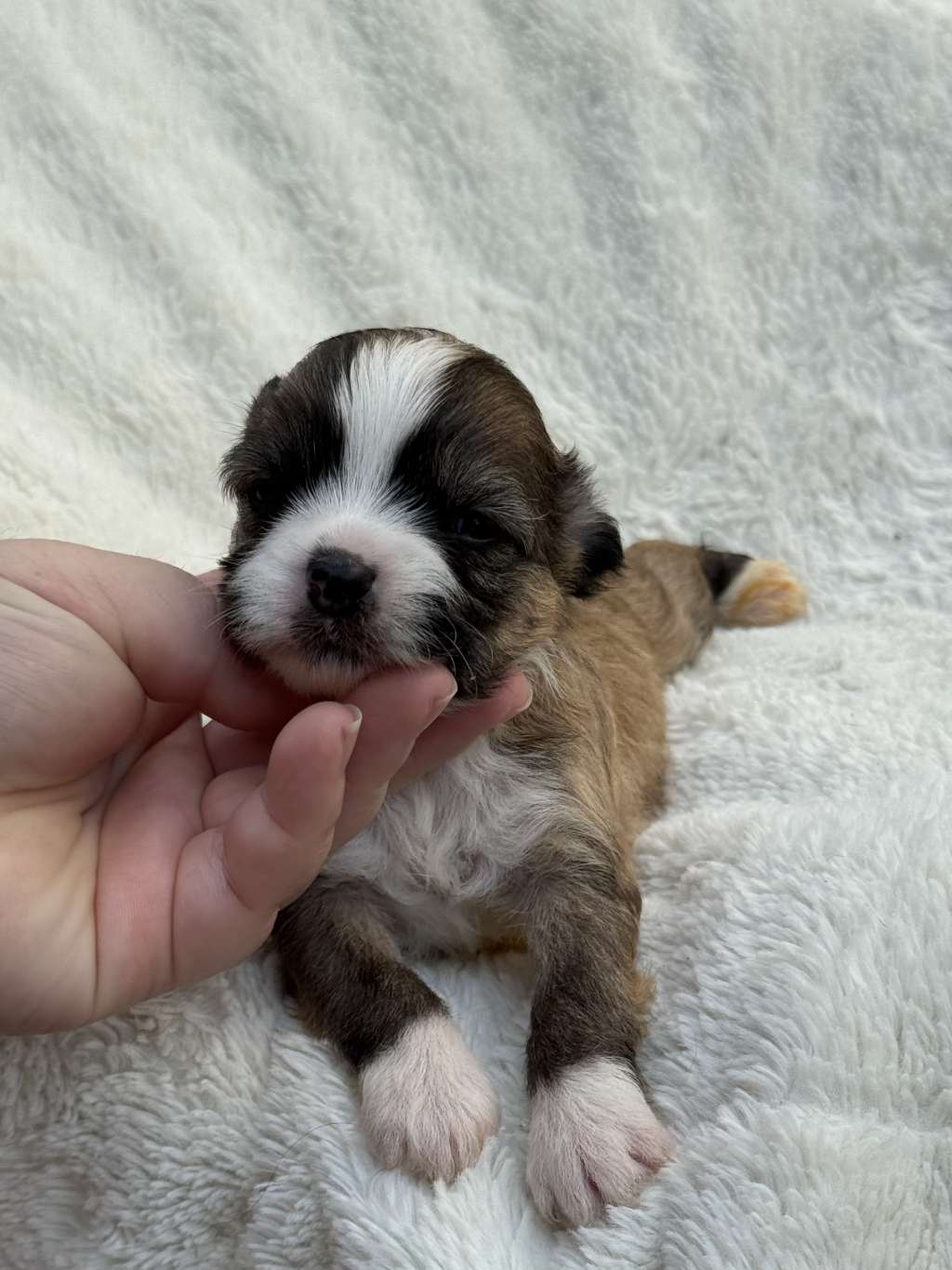 Rosa sinensis  of doreen