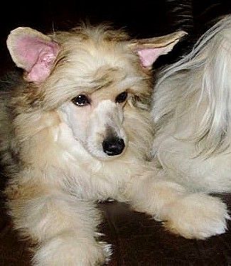 Bryan Jess Black Denis