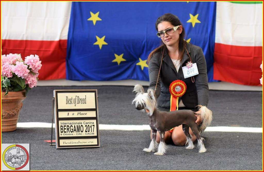 Jr.It. Ch. Dakota Rose Small Is Beautiful