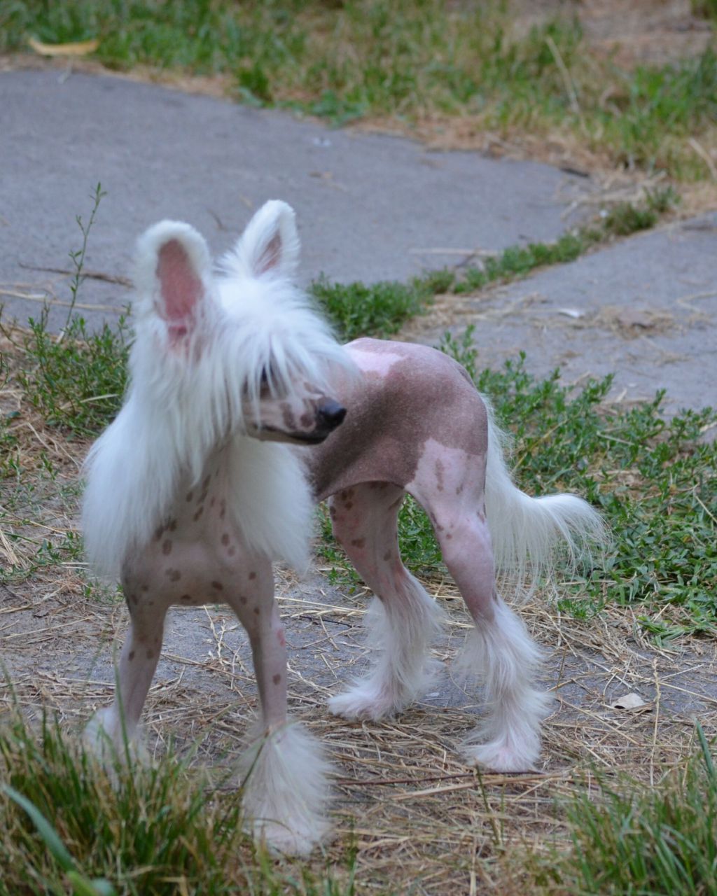 Magic of Success Incanto Love