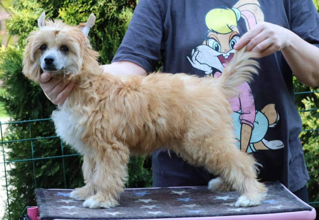 Brego Ciche Marzenia (fci)