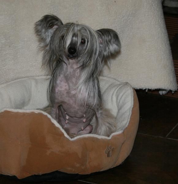 Mstical Dances With the Sun