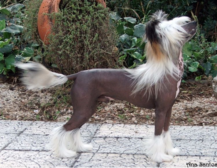 Zorrazo Jabba the Hut