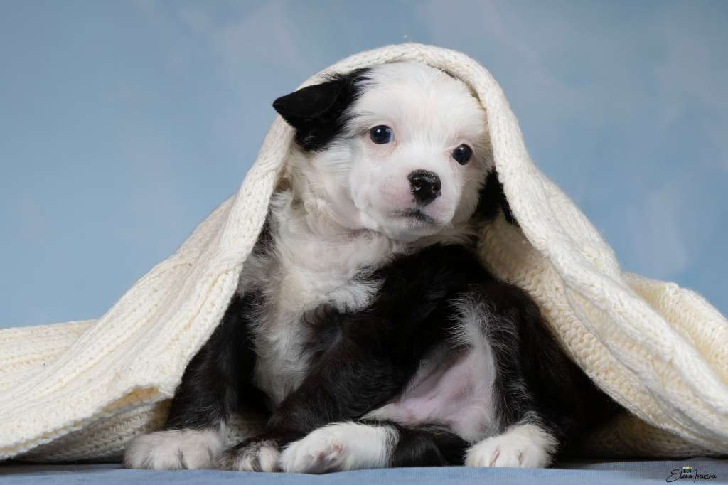 Marydance Rahat Lukum