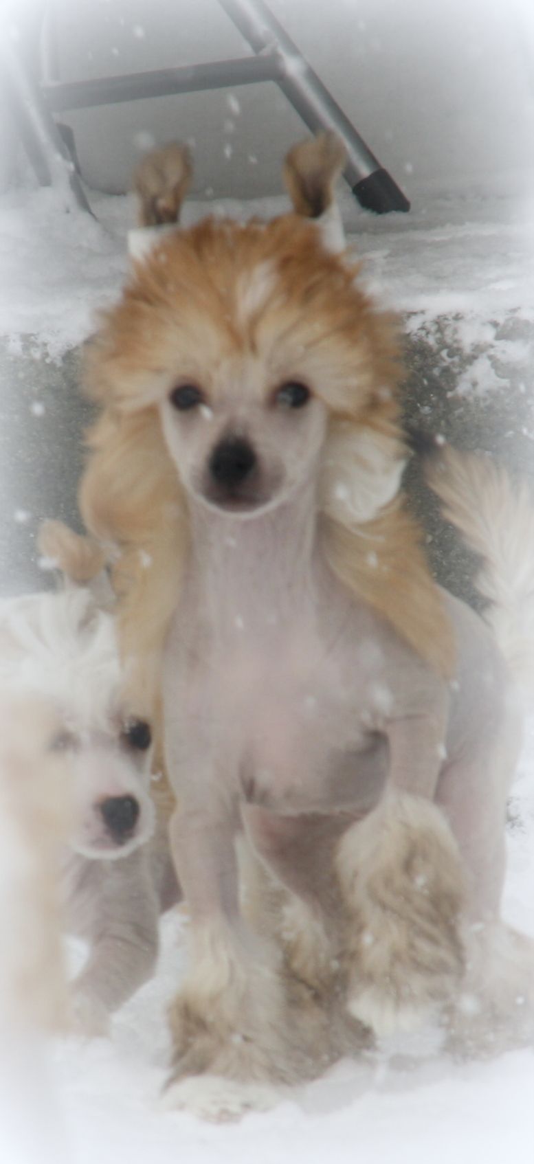 Zanevi's Double- O- Seven