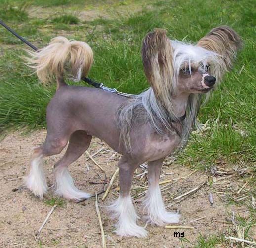 Kredo Festa Hope To Joyway's