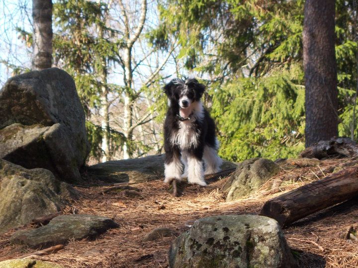 Mheleas Brilliant Kiriko