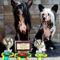 HitLine Ltd Unity of Sun and Moon Gambitas