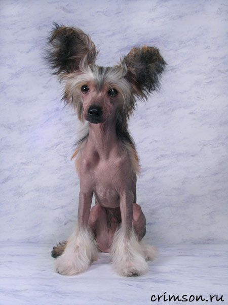 Rus Crimson Empaer Idalgo