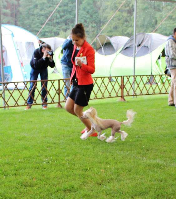 Dystyngowana Lala Pretensja