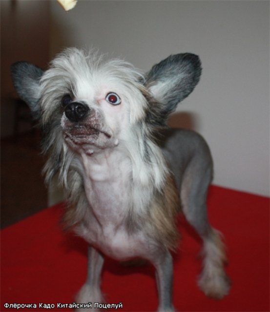 Kado Kitaiski Potselui Airis Fleur