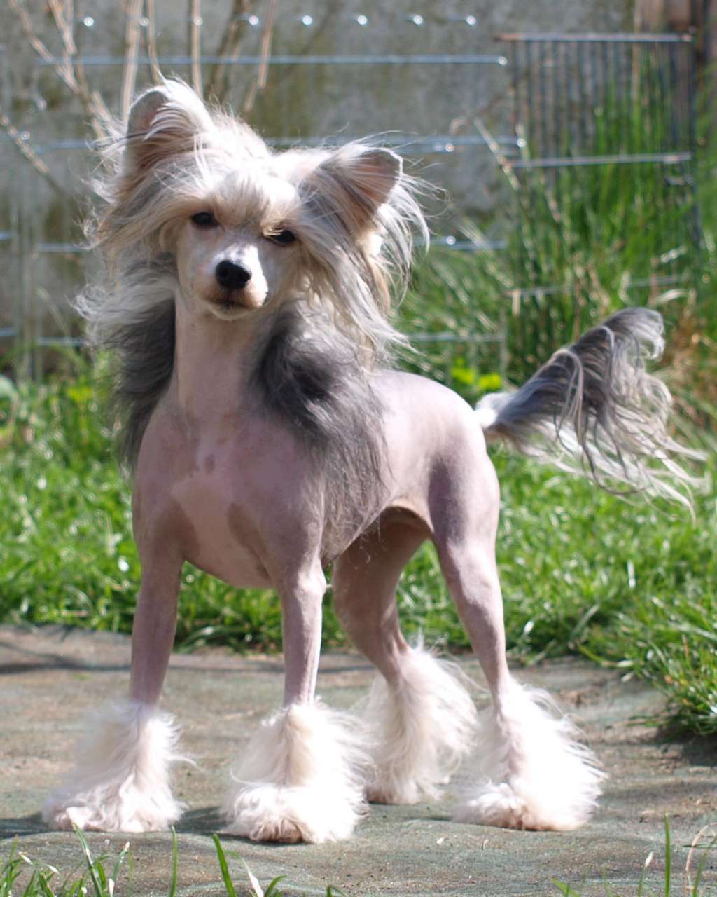 Caramella Rose Star of Golden Lily