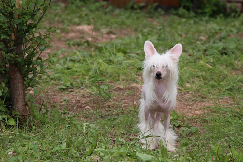 Galser Primadonna Jewel Collection