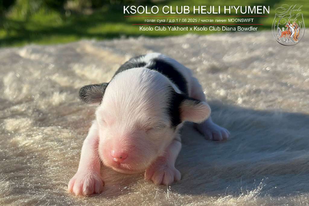 Ksolo Club Hejli H'yumen