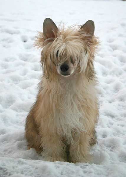 Crestars Xziliration PF