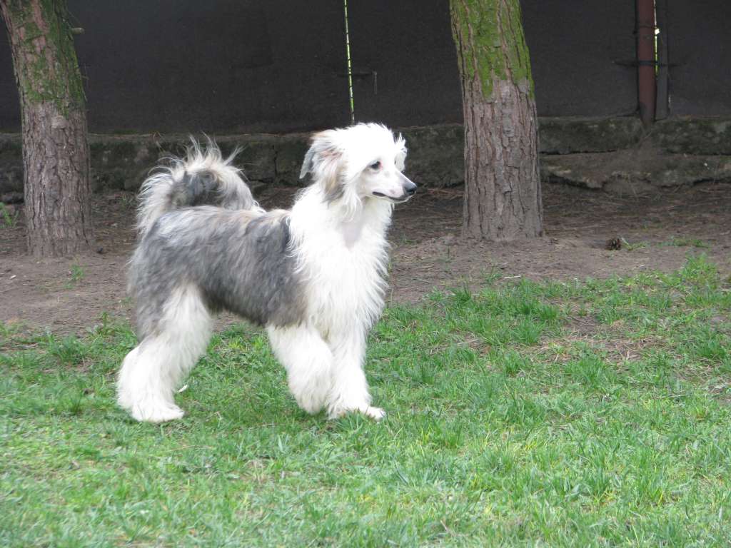 Ultron Exotic World FCI