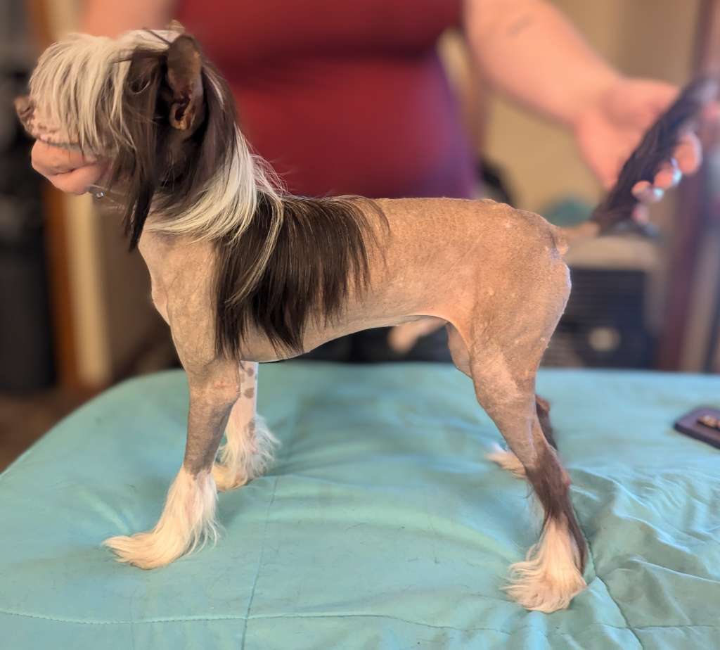 Av Dragon's Sunshine After Rain