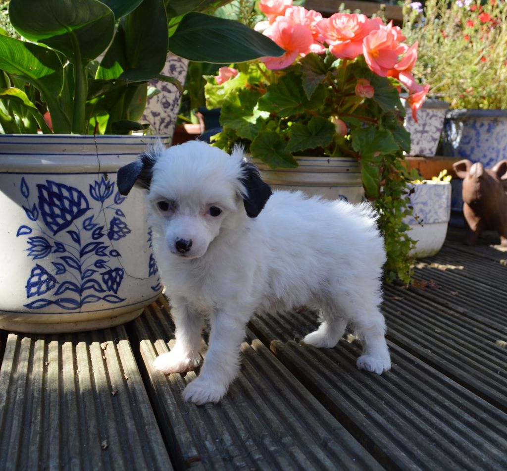 Daydream von Shinbashi