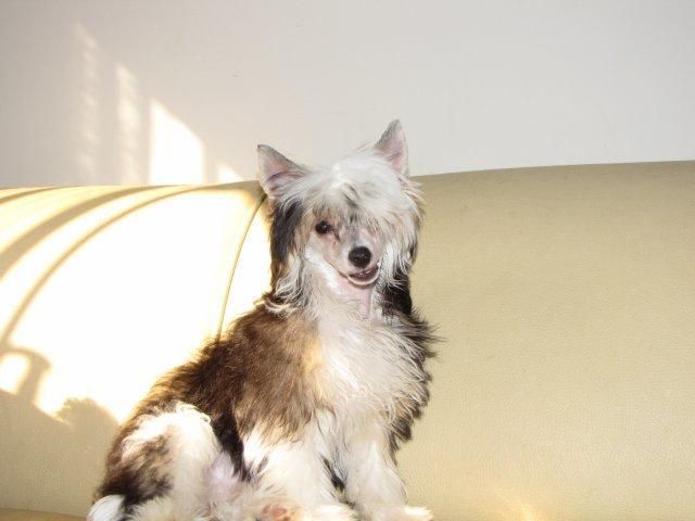 Pequin Mirrage Becky