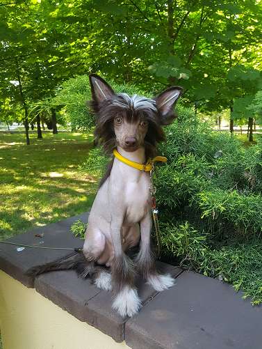 Jordane Brice Furswood