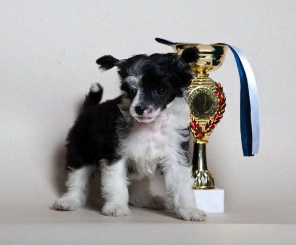 Hogord Paramount Pekcherz