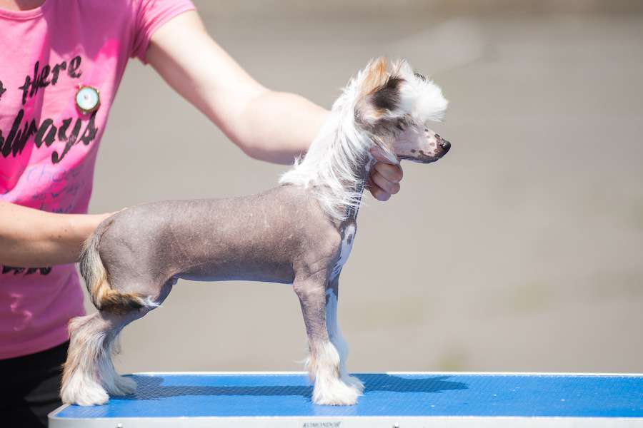 Planeta Angelov Gallardo Spyder