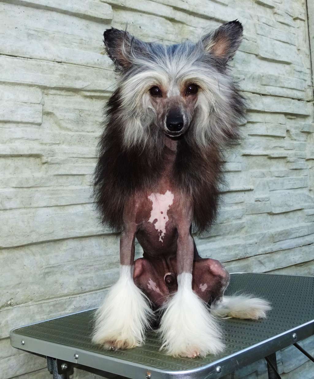 Hashib Diamond of the Night