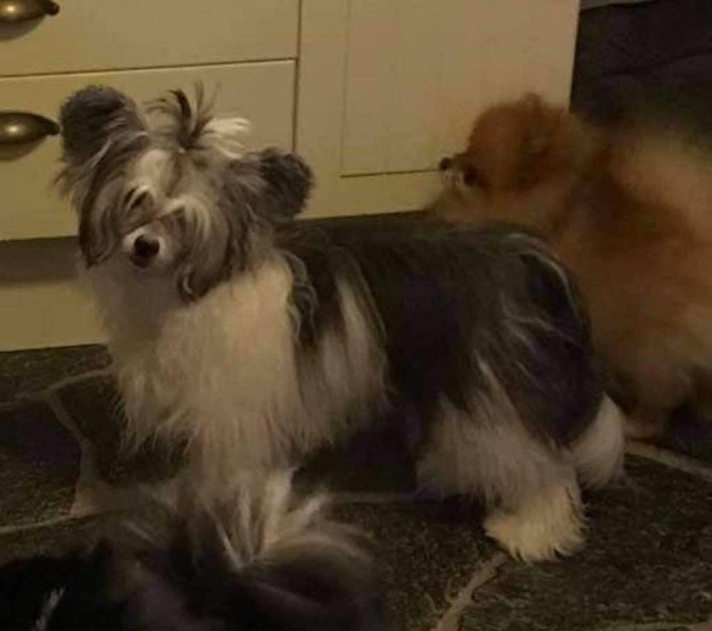 Angel Sprinkle's Bring It On