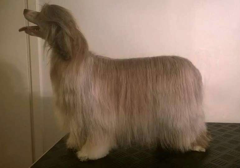 Stormblåstens Dark Faerytales