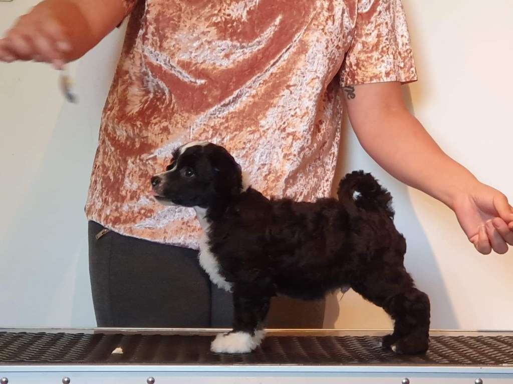 SweRotts Dashing Silk is Black