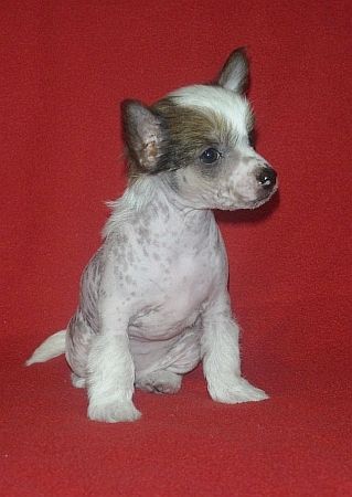 Ellisha Lorien Pazzda