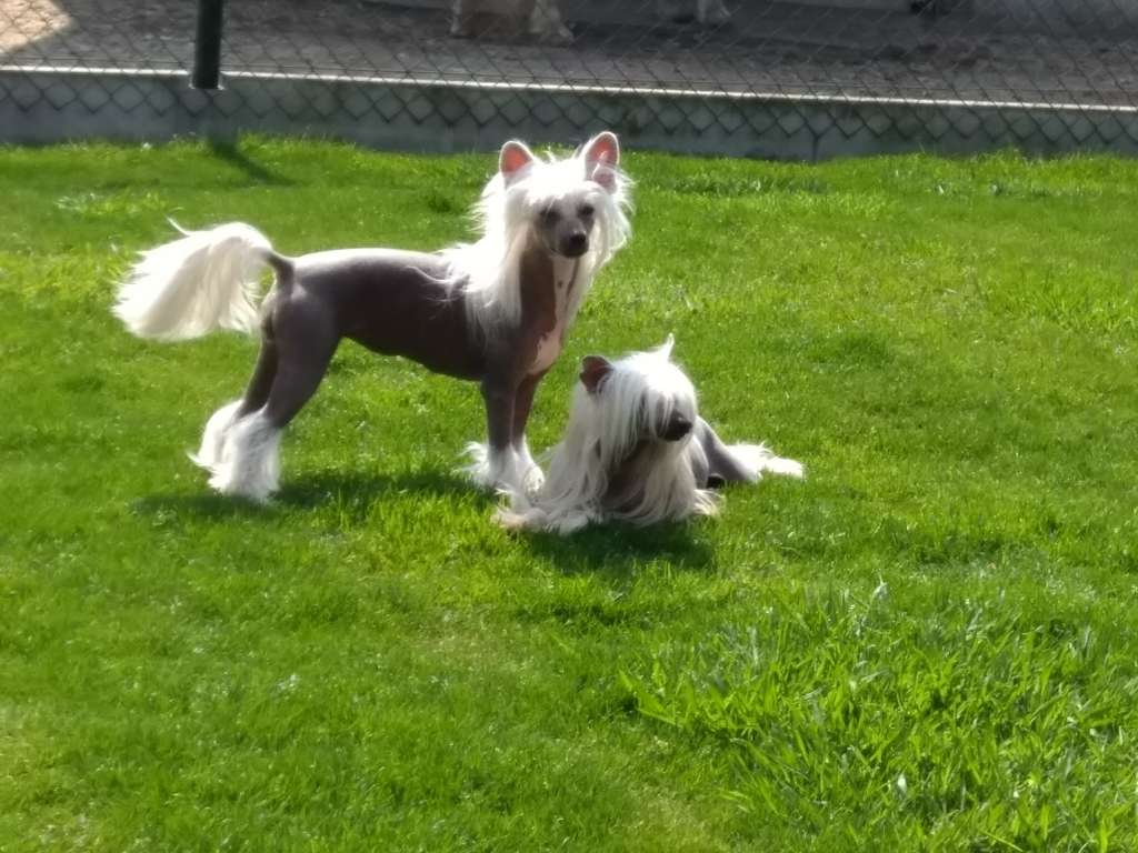 Shakira of the loving dols