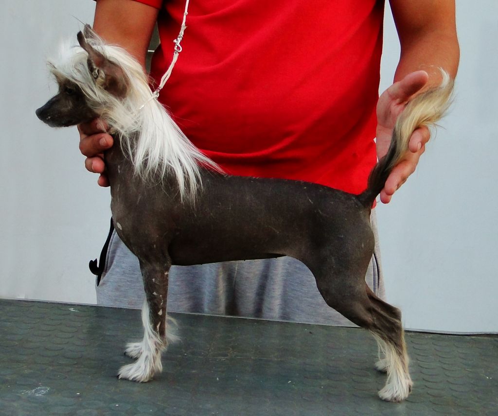 FalaZairroo Elektra de Tierras Lejanas