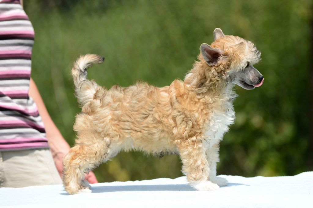 Family Song's Urban Chaos