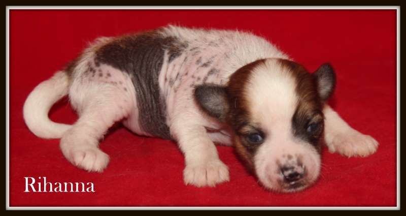 Ruby du Pavé de Varennes