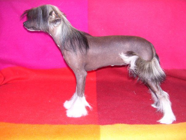 Ginebra de Bandedogge