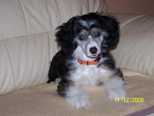 Family Song's Izabell