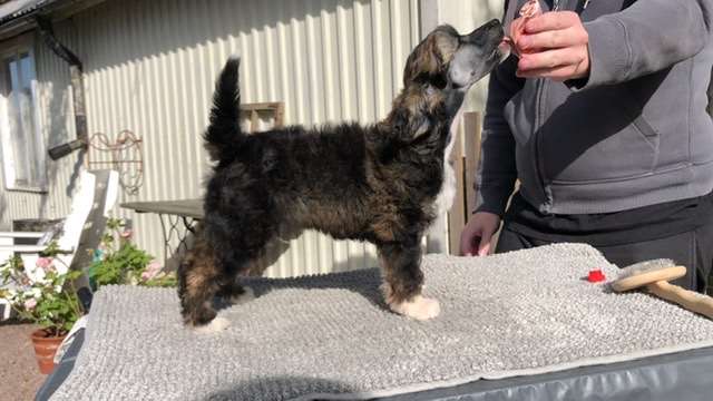 Speechless Son Of King Kevin