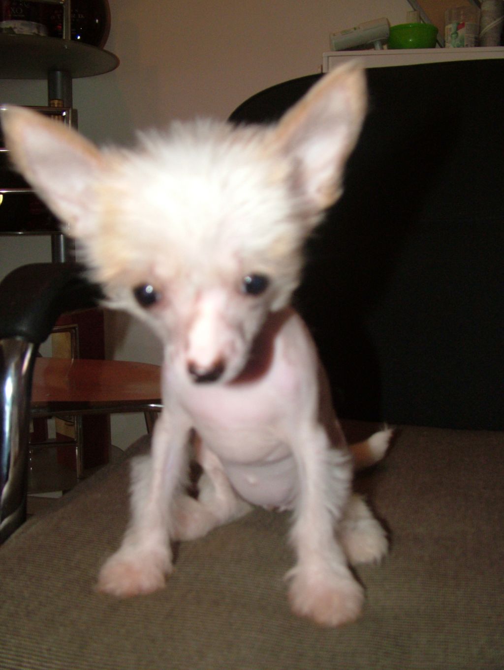 Courtney von Cinese Lily