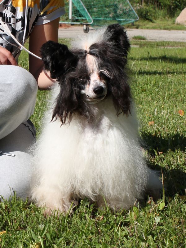 Naleks Art Greenwich