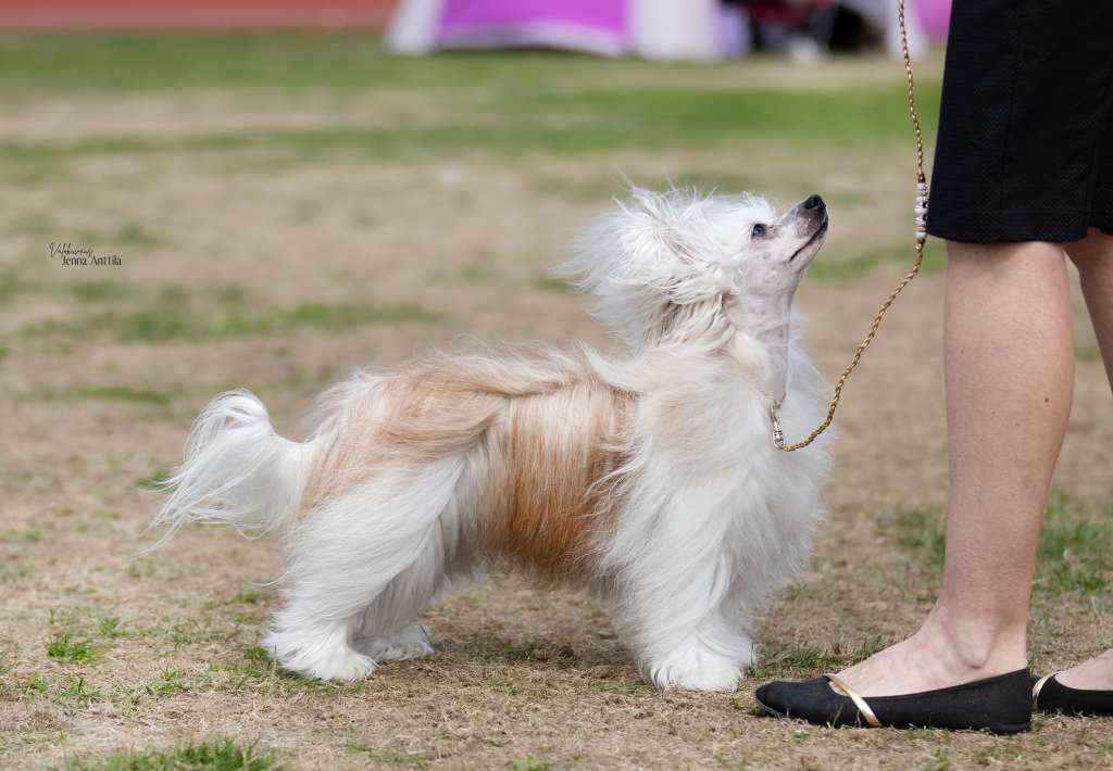 Black-Diva's Mortal Wombat