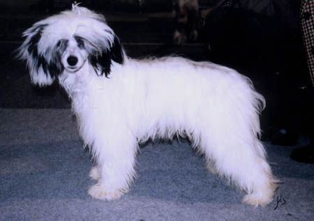 Kaunisvirran Aatos Aramis